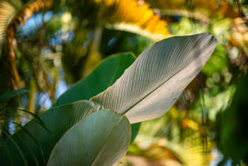 hojas tropicales