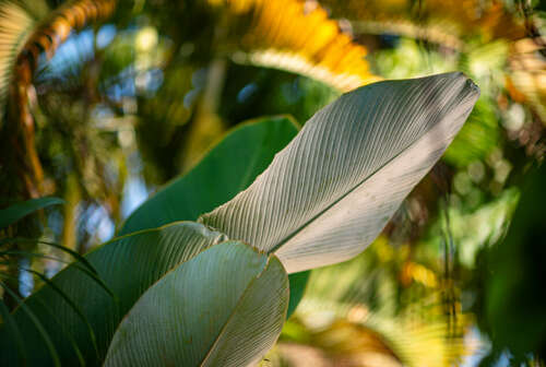 hojas tropicales