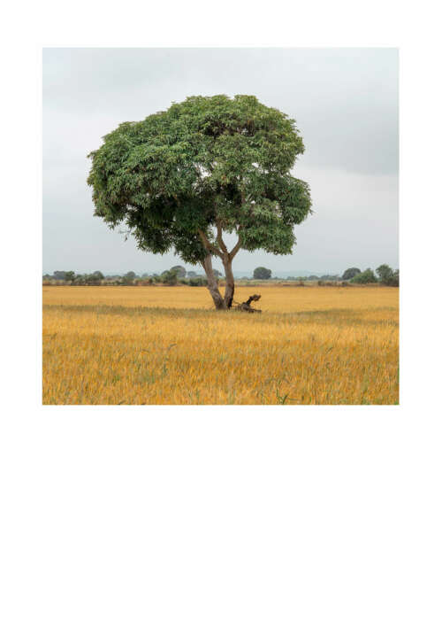 árbol en campos de arroz