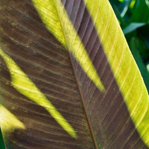 Tropical 03