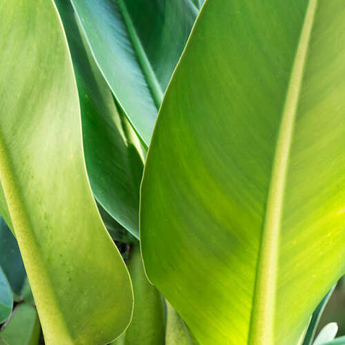 Tropical 02