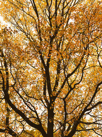 Otoño 05
