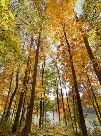 Otoño 06